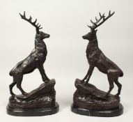 A PAIR OF BRONZE STAGS on marble bases.