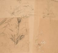 Attributed to James Linnell, sheet of plant sketches, charcoal and white, 9.75