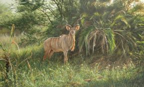 Alan M. Hunt (b.1947) British, Greater Kude, oil on board, signed and dated 1998, 17.5