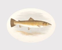 A colour print of a Bull Trout, from Houghton's British Fresh Water fishes, circa 1880, mounted