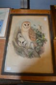 An original Gould print of barn owls.