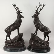 AFTER J. MOIGNIEZ A LARGE PAIR OF BRONZE STAGS on marble bases. 28ins high.