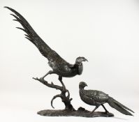 ANTON BUSCHELBERGER (1869-1934) GERMAN A LARGE BRONZE OF TWO PHEASANTS. Signed. 31ins high.