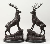 AFTER J. MOIGNIEZ A PAIR OF BRONZE STAGS on marble bases. 16ins high.