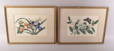 A PAIR OF FRAMED AND GLAZED CHINESE PITH PAINTINGS OF BUTTERFLIES amongst native flora, both