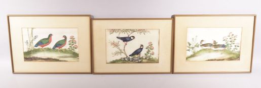 THREE GOOD FRAMED AND GLAZED CHINESE PITH PAINTINGS depicting different birds amongst native