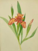 20th Century School, A study of an orchid, watercolour, 12