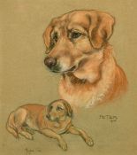 Marjorie Cox (20th Century) A study of a dog's head, pastel, signed and inscribed, 'Peter 1969', 19