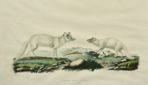 Franck / Gaimard / Fournier, circa 1842, 'Renard Isatis' from 'Voy en Islande et au Groenland',