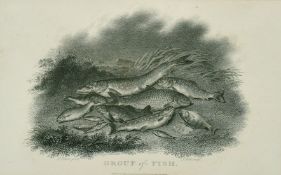 Scott after Elmer, 'Group of Fish', published 1801, 5