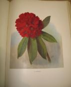 [GARDEN] MILLAIS (J. G.) Rhododendrons. In which is set forth an Account of all Species, lge. folio,