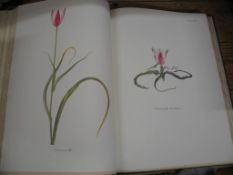 [GARDEN] DYKES (W. R.) Notes on Tulip Species, folio, 54 col. plates by Katherine Dykes, clo., 1st