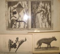 [NATURAL HISTORY] an odd vol. with engr. plates, & 6 larger, loose (Q).