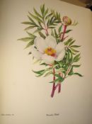 [PAEONIES] STERN (F.) Study of the Genus Paeonia, folio, col. plates by Lilian Snelling, clo., L.,