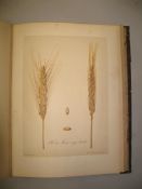 [AGRICULTURE] VILMORIN-ANDRIEUX, Les Meilleurs Bles. Description et Culture des Principes Varietes