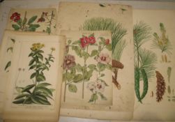 BOTANICAL, small coll'n of 18th / 19th c. prints (Q).
