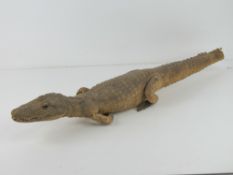Taxidermy; a late 19thC juvenile alligator having glass eyes, a/f. Approx 75cm in length.