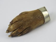 A Victorian otter paw brooch having silver plated mount with makers mark A & Co, 7cm in length.
