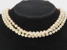 A long string on individually knotted pearls having yellow metal clasp, no apparent hallmarks,