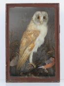 Taxidermy; a Barn Owl together with Bull Finch in a glazed presentation case, 41 x 28 x 15cm.