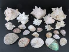 A quantity of assorted seashells,
