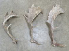 Three large single antlers, 49 - 66cm in length.