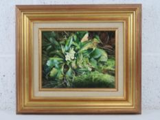 Peter Newcombe, oil on board, study of Primroses, moss before, leaves beyond etc,