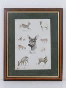 Print; Montage of deer sketches, 27 x 19cm, framed and glazed.