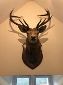 A fine eleven point taxidermy stag's head ('Royal') mounted on wooden shield base entitled