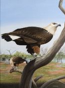 Trevor Boyer (b.1948) 'Pallass's fish eagle' watercolour, signed and dated 1980 lower right, 42 x
