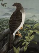 Trevor Boyer (b.1948) 'New Guinea Eagle ' watercolour, signed and dated 1981 lower right, 42 x