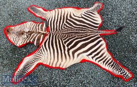 Vintage Taxidermy African Burchell Zebra Skin Rug laid on felt