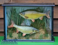 W F Homer Forest Gate, London (attributed) 2x Preserved Different Species a Roach and a Rudd -