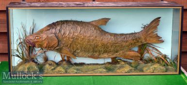 Victorian Preserved Large Golden Mahseer – in flat fronted glass case - with hand written label on