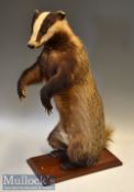 Preserved Brock The Badger –Reared up standing on his rear legs