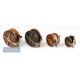4x Various wood and brass Nottingham reels to include 2x star back 4” reels, a 3” strap back and a 2 - Image 2 of 2