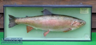 Edward Gerrard & Sons, Taxidermists, Camden Town, London preserved rainbow trout caught on the fly –