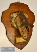 Head of Pike – caught in France - mounted on a shield with small picture frame below with typed