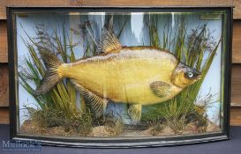 J Cooper & Sons, London Preserved Bream – mounted in bow fronted case with makers label to top left,