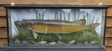 Large 19th Century Preserved Pike – mounted in flat fronted case with label to rear “Killed by A W