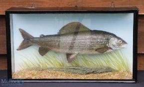 Modern Preserved Grayling – mounted in flat fronted case with pale blue painted back board, case