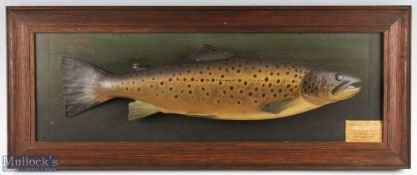 P D Malloch Perth carved wooden and hand painted full size Brown Trout – mounted on a rectangular