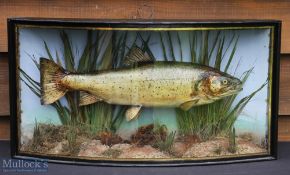 W. F. Homer, London Preserved Trout – in bow fronted case with makers label to top left corner, case