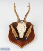 Roe Deer Antlers with skull on shield shaped wooden wall mount with 2 feet (one detached from
