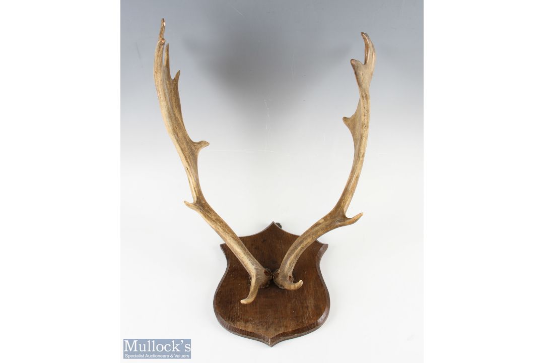 Fallow Deer Taxidermy Head and Antlers mounted on wooden back, width approx. 65cm, with a smaller - Image 2 of 2