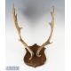 Fallow Deer Taxidermy Head and Antlers mounted on wooden back, width approx. 65cm, with a smaller - Image 2 of 2