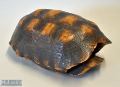 Large Tortoise Shell measures 30 x 19cm approx.