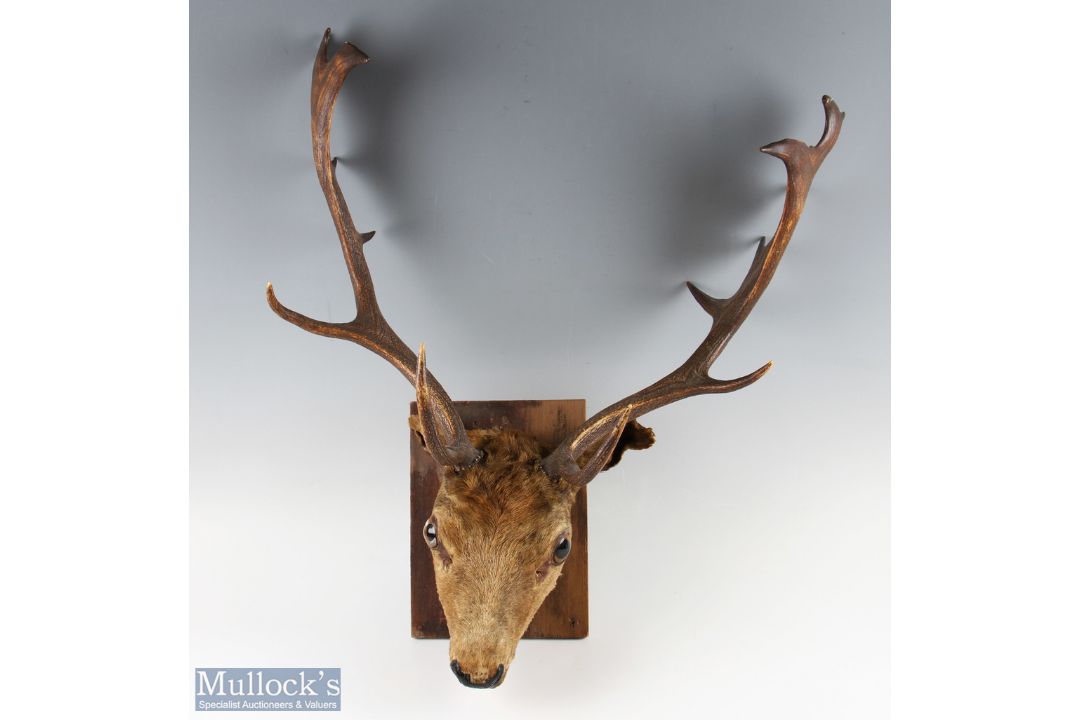 Fallow Deer Taxidermy Head and Antlers mounted on wooden back, width approx. 65cm, with a smaller - Image 1 of 2