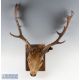 Fallow Deer Taxidermy Head and Antlers mounted on wooden back, width approx. 65cm, with a smaller - Image 1 of 2