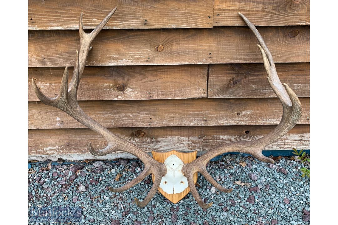 Large Pair of Red Deer Antlers 16 points (9+7) with section of skull, mounted to all shield shaped